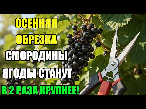 Видео: ОМОЛАЖИВАЮЩАЯ ОБРЕЗКА СМОРОДИНЫ — КАК ВЕРНУТЬ УРОЖАЙ.КАК ОБРЕЗАТЬ СМОРОДИНУ ОСЕНЬЮ?!