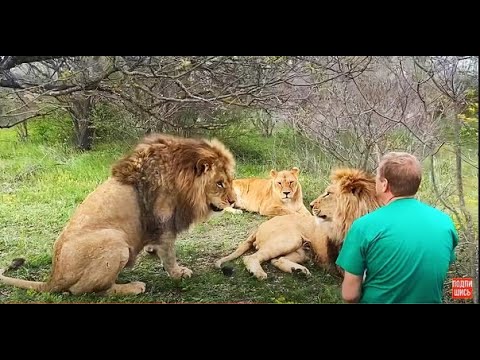 Видео: Огромные львы ТАК СОСКУЧИЛИСЬ!