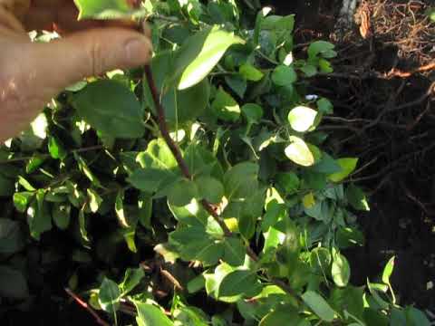 Видео: Качество саженца