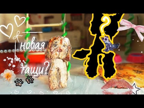 Видео: (Бумажные собаки) новая тафи в новом стиле вечерний мини влог✨
