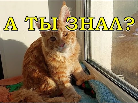 Видео: Кто такие МЕЙН-КУНЫ? Стоит ли их заводить?🐈🐈🐈