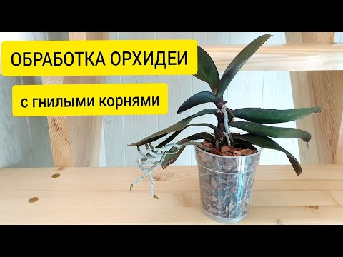 Видео: У орхидеи гнилые корни  || Обработка и пересадка орхидеи с гнилыми корнями