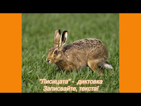 Видео: Лисицата -  диктовка