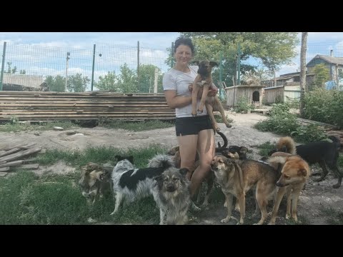 Видео: Одна девушка и 50животных. #однавдеревне #спасенныечтобыжить #спасаемживотных #помощьбездомным