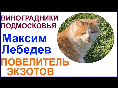 Видео: Виноградник, бахча и инжир на участке Максима Лебедева. Жуковский район Калужской обл.