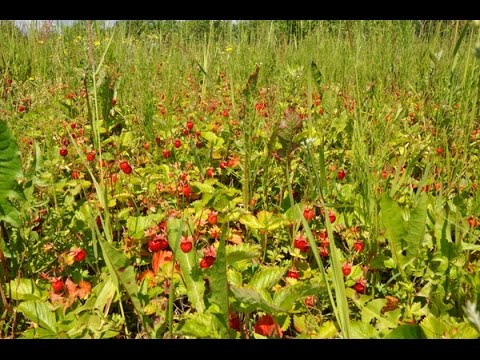 Видео: Земляника!