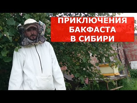 Видео: Бакфаст в Сибири осмотр отводка с маткой Бакфаст Ф1 через 50 дней после приема матки