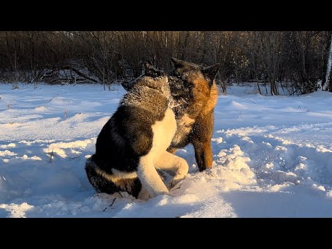 Видео: Плюсы и минусы Американской акиты .
