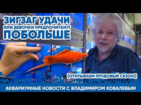 Видео: Аквариумные новости с Владимиром Ковалевым (17.03.2024). Зигзаг удачи.