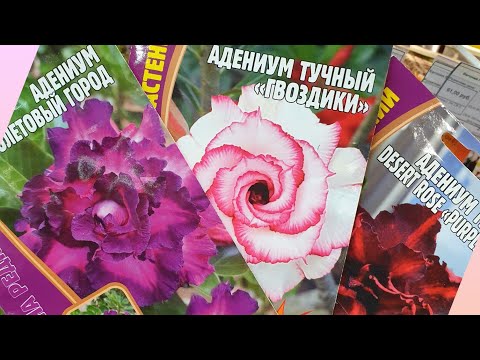 Видео: ЧТО МОЖНО ПОСАДИТЬ ИЗ ЦВЕТОВ ДОМА САМИМ?!🪴(СЕМЕНА КОМНАТНЫХ РАСТЕНИЙ)🌵БОЛЬШОЙ ВЫБОР🌷