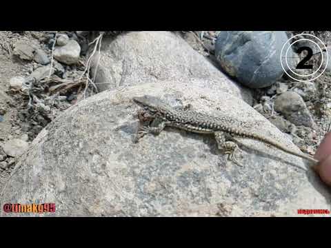 Видео: Мир животных Кызыктуу саякат кескелдириктер жонундо