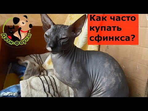 Видео: Как часто нужно купать сфинкса?