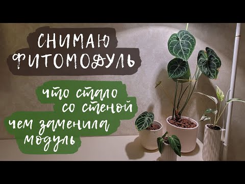 Видео: Снимаю фитомодуль | Что стало со стеной? Чем заменила модуль?