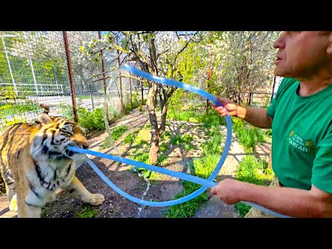 Видео: Вы такого ТОЧНО НЕ ВИДЕЛИ! Олег Зубков перетягивает шланг с ОГРОМНЫМ ТИГРОМ!