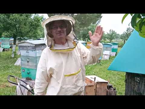 Видео: Пчеловодство №78 Как устроена моя борть