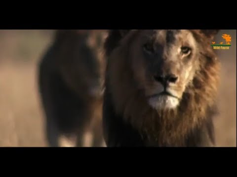 Видео: Wild Fauna / Болотный прайд Львов