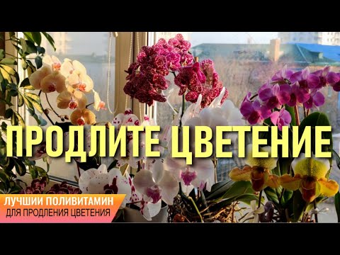 Видео: ❗️СРЕДСТВО, КОТОРОЕ НАВЕРНЯКА ПОМОЖЕТ ПРОДЛИТЬ ЦВЕТЕНИЕ ОРХИДЕИ! ОБЛИСТВЕННЫЙ ЦВЕТОНОС НЕ ПРИГОВОР!!