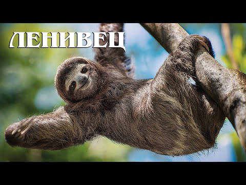 Видео: Ленивец: Улыбчивый тунеядец | Интересные факты про ленивцев