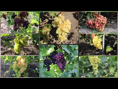 Видео: 🍇Огляд винограду, який достиг та почав фарбуватися на півночі Кіровоградщини🍇