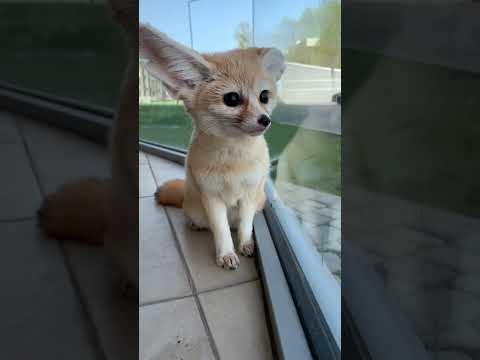 Видео: #fennec #fennecfox #фенек #дикиеживотные #лиса #лис #лисенок