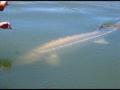 Видео: Сахалинский осетр. Часть 1