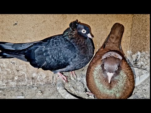 Видео: Мои кормилки.