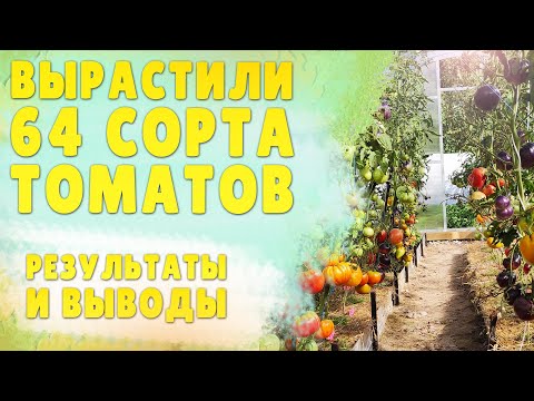 Видео: Помидоры🍅🍅🍅 севера Ленинградской области, которые мы посадили и что из этого получилось!