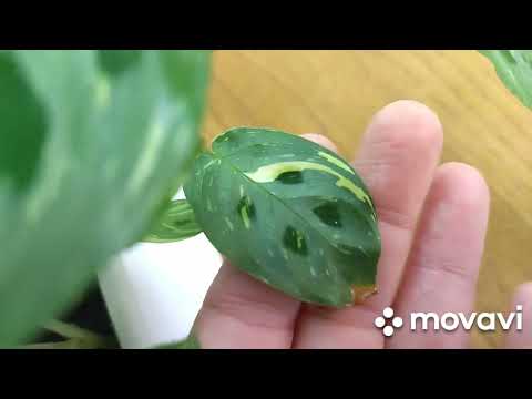 Видео: Обзор ,обработка комнатных  растений из семейства марантовых.Калатеи ,строманты ,ктенанты ,маранты.