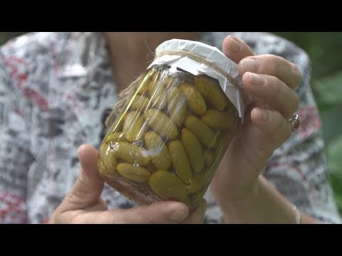 Видео: Актинидия - что это? Как её выращивать?