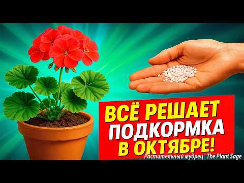 Видео: ПОДКОРМИ ГЕРАНЬ В ОКТЯБРЕ ЭТИМ, ЧТОБЫ ВЕСНОЙ ШАПКАМИ ЗАЦВЕЛА 🌿 ЧЕМ ПОДКОРМИТЬ ГЕРАНЬ ОСЕНЬЮ