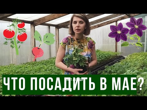 Видео: Что посадить в мае в открытый грунт?