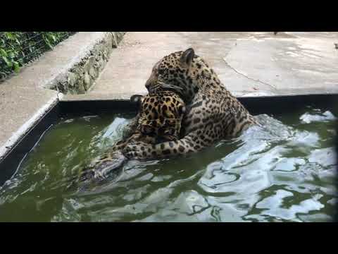 Видео: Купание ягуаров Бибы и Бобы
