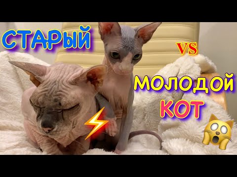 Видео: СТАРЫЙ и МОЛОДОЙ КОТ 😱 КТО ПЕРЕПРЫГНЕТ СТЕНУ из БУМАГИ?