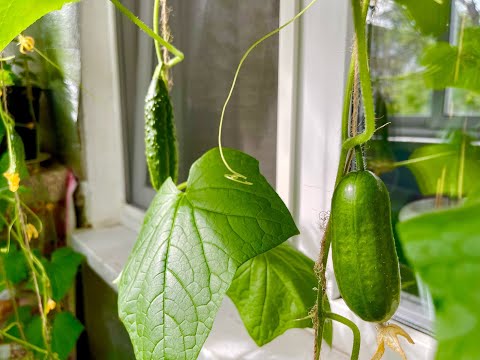 Видео: Огород на балконе в июле 2023