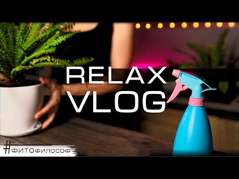 Видео: RELAX VLOG #4🌿Пересадка черенков ЛИРАТА БАМБИНО, обновление ФИКУСА ЭЛАСТИКА, опрыскивание ДАФФИ