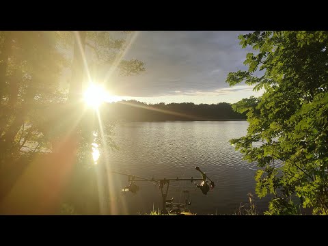 Видео: Дикий карп#Карповая рыбалка #ушли от ноля #рыбалка на дикаре #отдых#уха#линь#рыбалка в Германии.