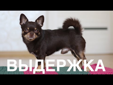 Видео: Как научить собаку выдержке