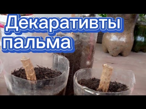 Видео: Пальма Юкка 🌴 Оңай көбейту 🌴 Өсіру және дурыс күтім жасау 🌴 Гүлдер әлемі.