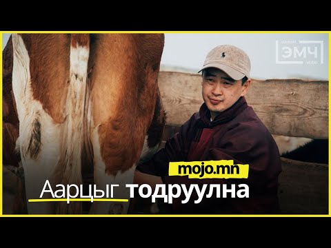 Видео: Аарцыг тодруулна