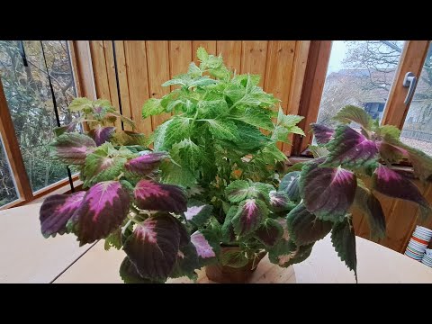 Видео: ОБРЕЗКА КОЛЕУСА ИНТЕРЕСНЫЕ ФАКТЫ О ЦВЕТКЕ