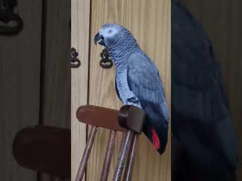 Видео: Внимание!! Ваш разговор записывается! ( ха ха ха)