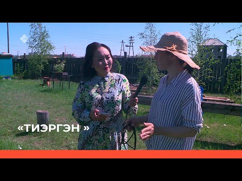Видео: «Тиэргэн» биэриигэ: Саха сиригэр пион сибэккини хайдах олордобут? (07.06.22)