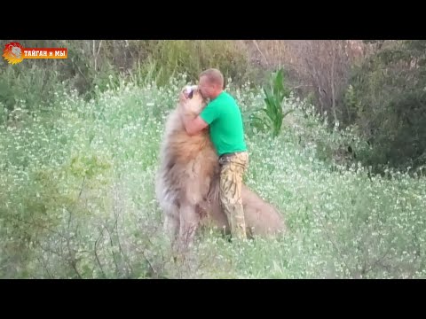 Видео: Олег Зубков на львиной заставе. Радость встречи львов с вожаком. Тайган. Lions life in Taigan.