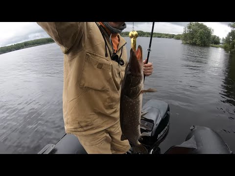 Видео: Рыбалка Иртыш Демьянское июнь 2025