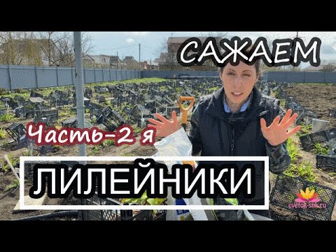 Видео: Лилейники: посадка и уход весной! Часть 2 / Сад Ворошиловой