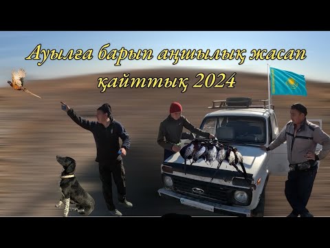Видео: Қырғауылға аңшылық, охота на фазана 2024 #Қазақстан#Қызылорда#охота #қырғауыл #фазан #аңшылық