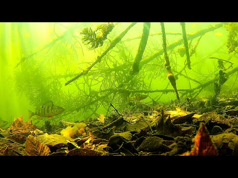 Видео: Проверяем старые коряги.Подводная разведка реки Сейм.Курск.4К.октябрь 2024