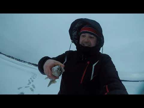 Видео: Зимняя рыбалка на РУЗСКОМ водохранилище! Жерлицы на Судака. Всех с праздником 23 Февраля!!!
