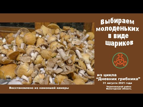 Видео: Выбираем молоденьких в виде шариков. Дневник грибника 31 августа 2021 года.