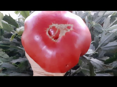 Видео: ТОМАТЫ!!! Какие понравились, а какие БОЛЬШЕ НЕ ПОСАЖУ!